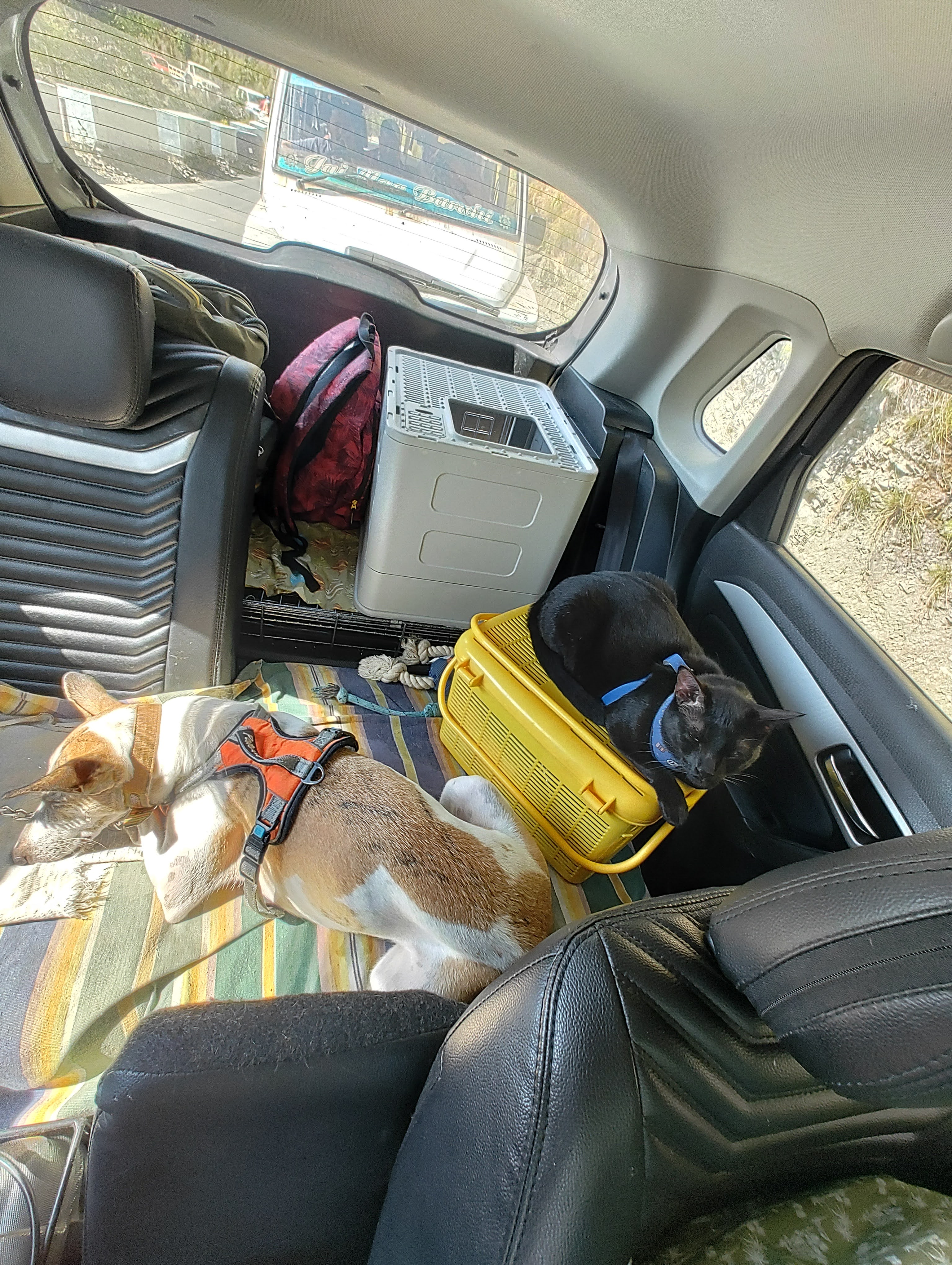 Traveling with Pets: Tips for a Stress-Free Journey
