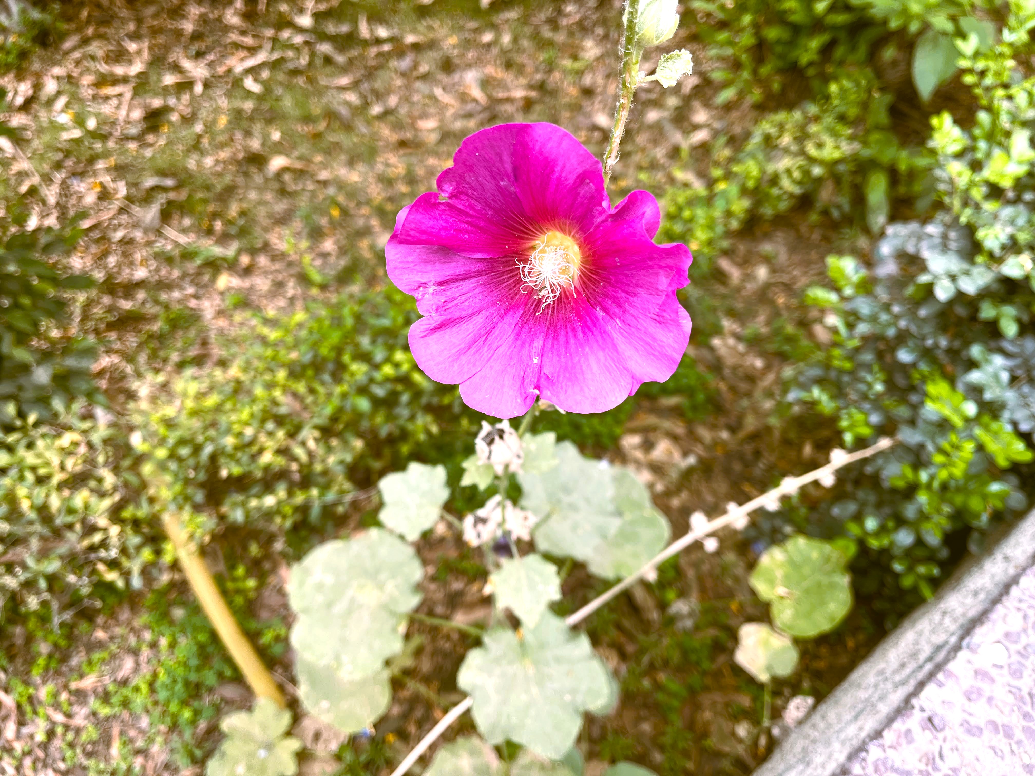 DAILY HABITS FOR A PRODUCTIVE MORNING ROUTINE