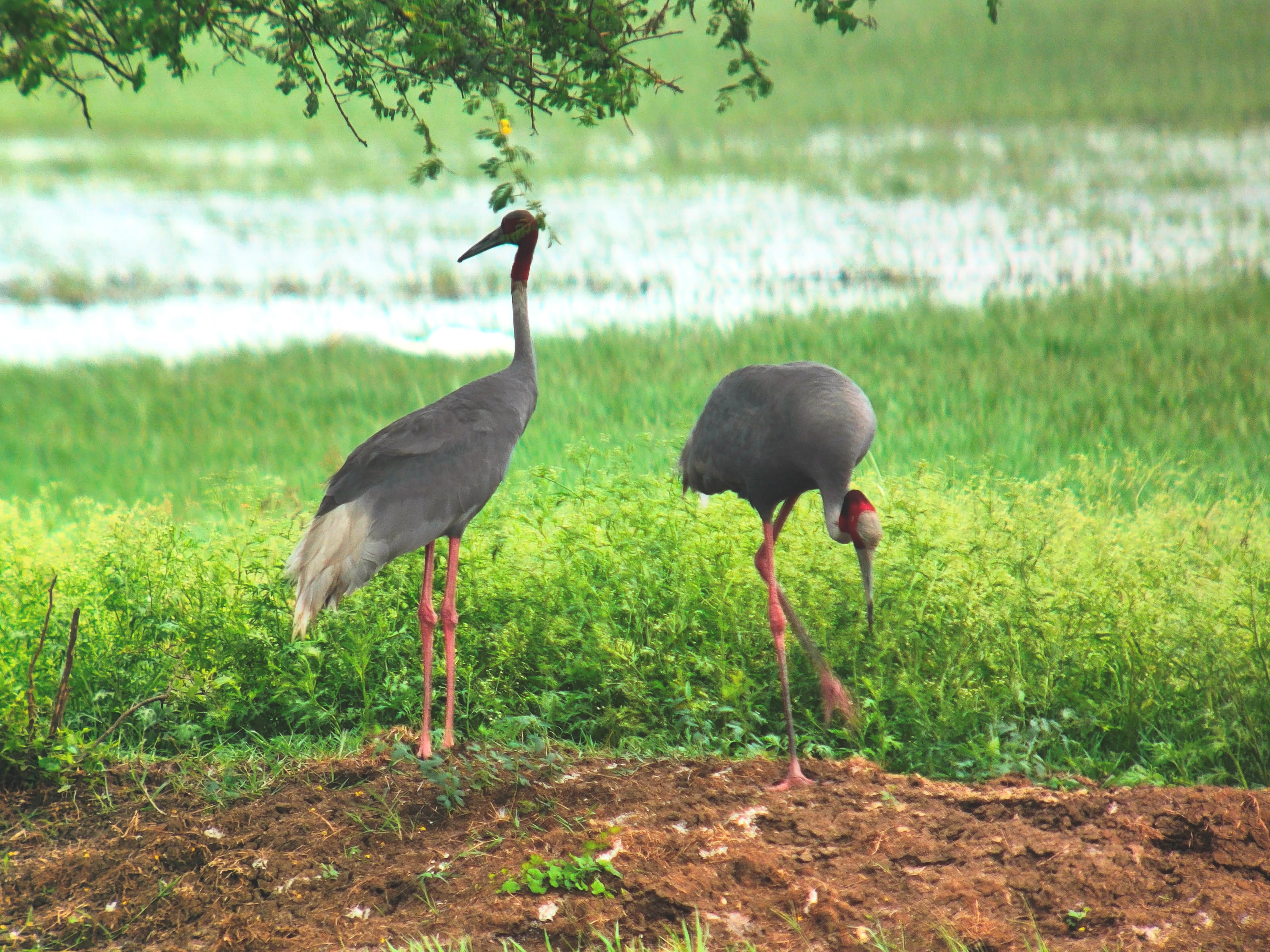 Keoladeo National Park: A Paradise for Bird Watchers and Nature Lovers